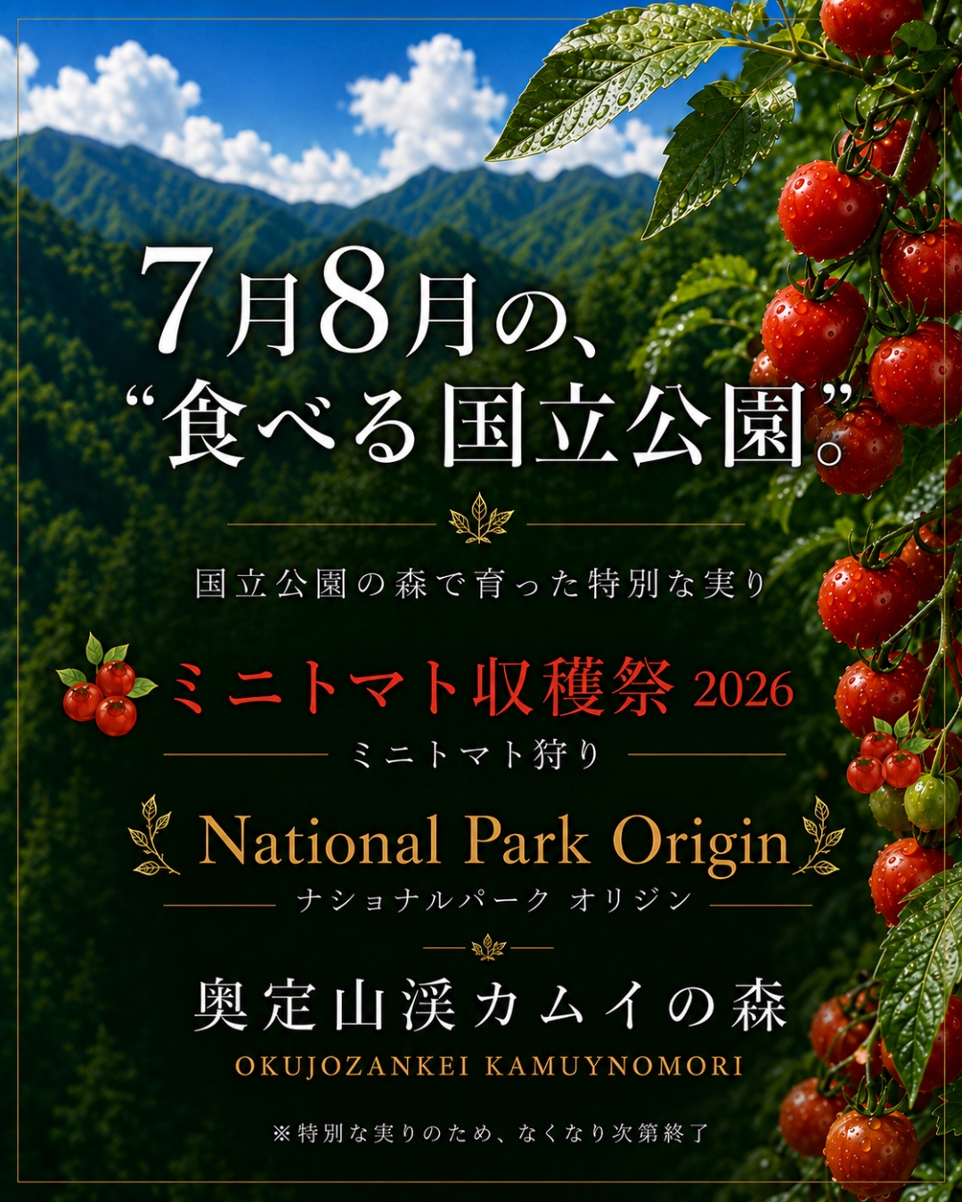 ミニトマト収穫祭