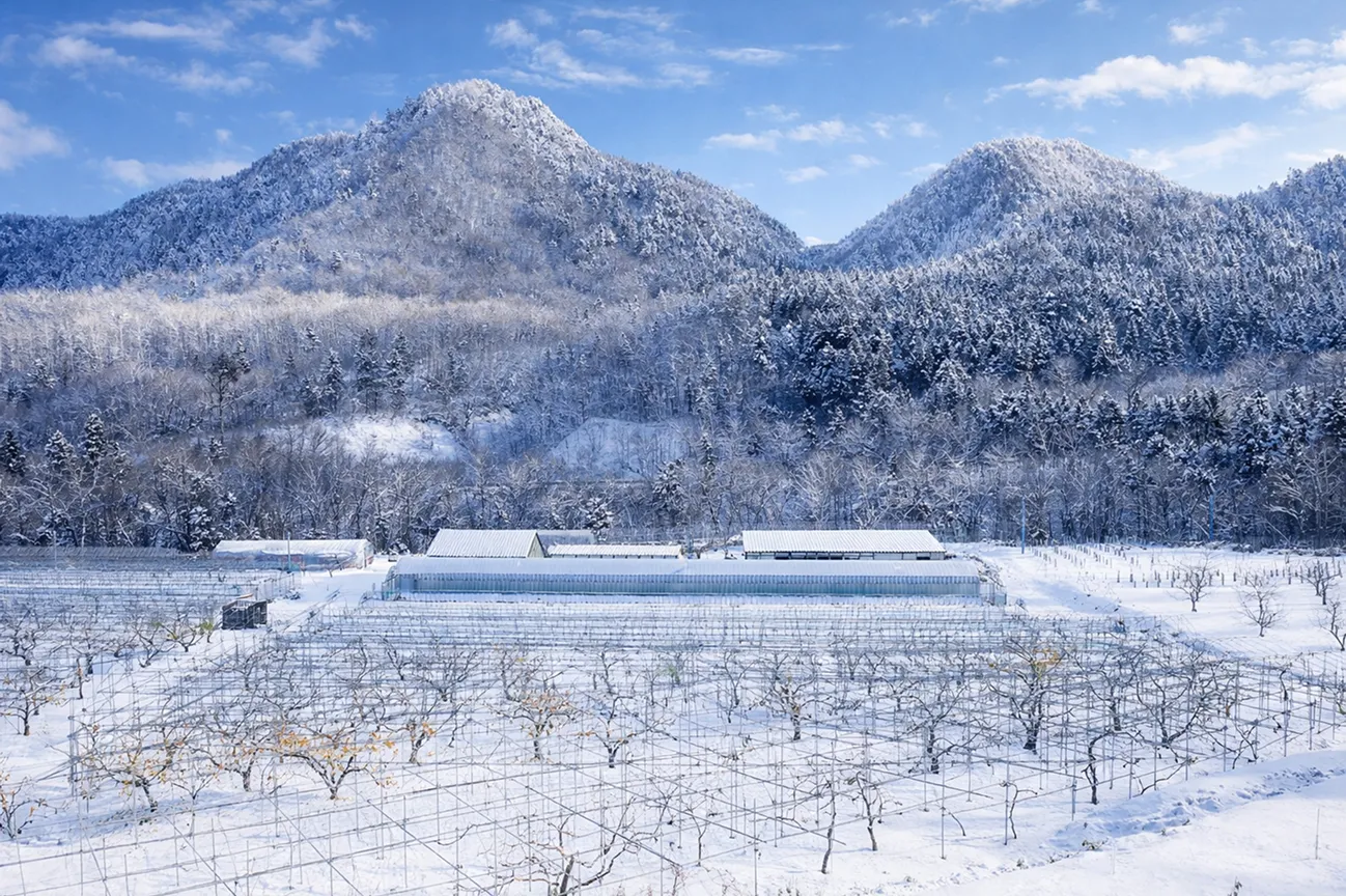 ウィンターシーズンの森